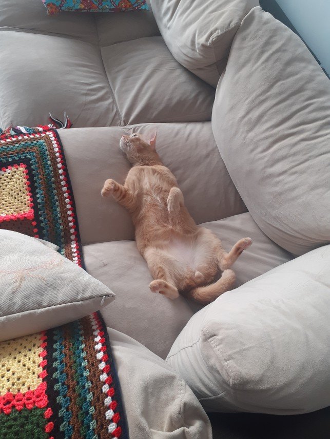 Zehroş Kedi Pansiyon