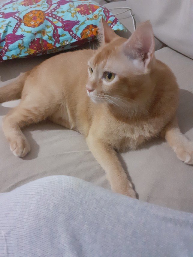 Zehroş Kedi Pansiyon