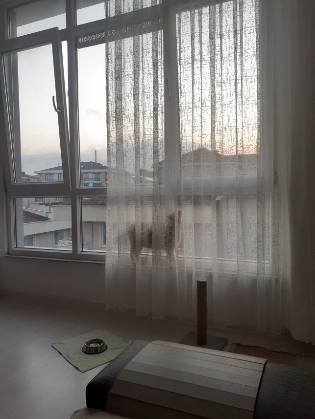 Zehroş Kedi Pansiyon