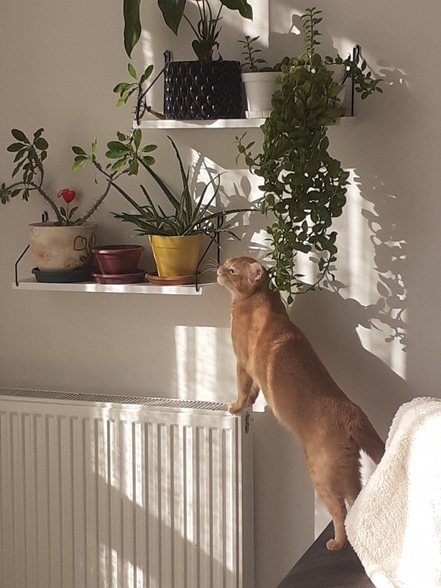 Zehroş Kedi Pansiyon