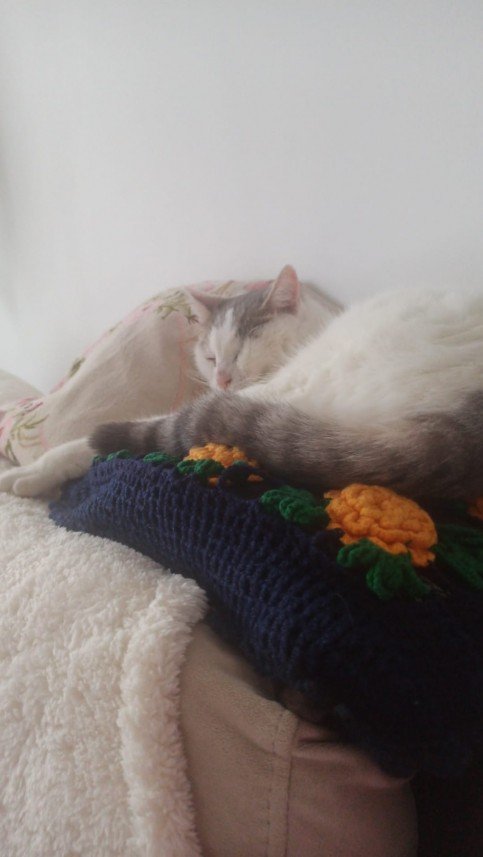 Zehroş Kedi Pansiyon