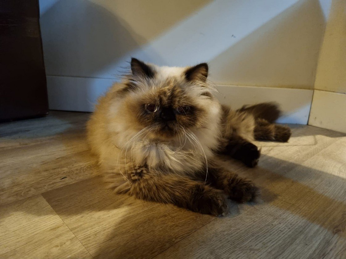 Zehroş Kedi Pansiyon