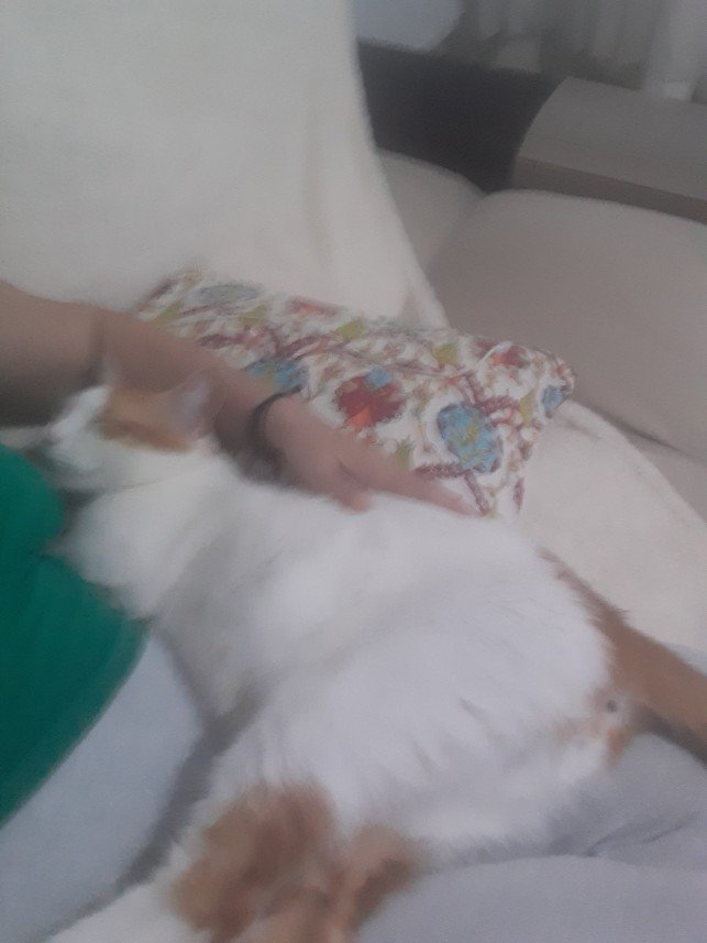 Zehroş Kedi Pansiyon