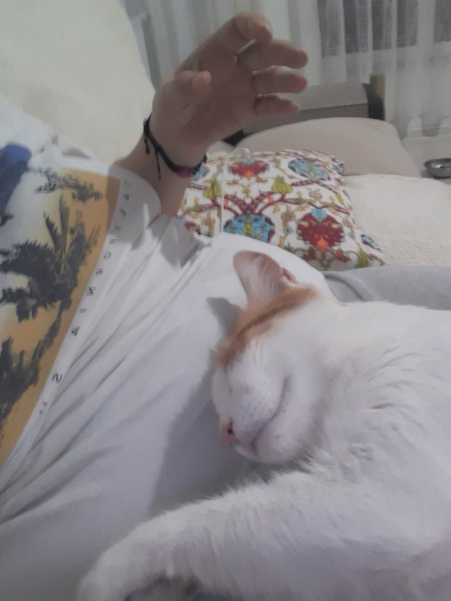 Zehroş Kedi Pansiyon