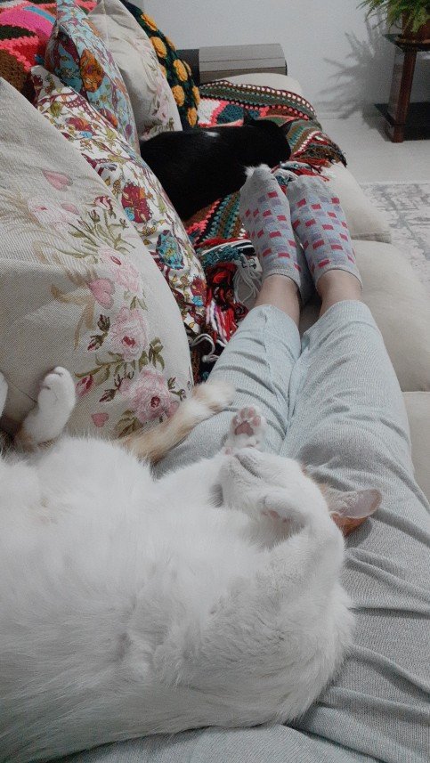 Zehroş Kedi Pansiyon