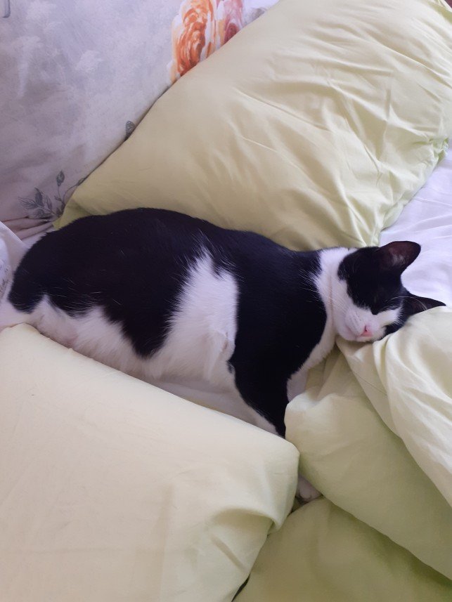 Zehroş Kedi Pansiyon