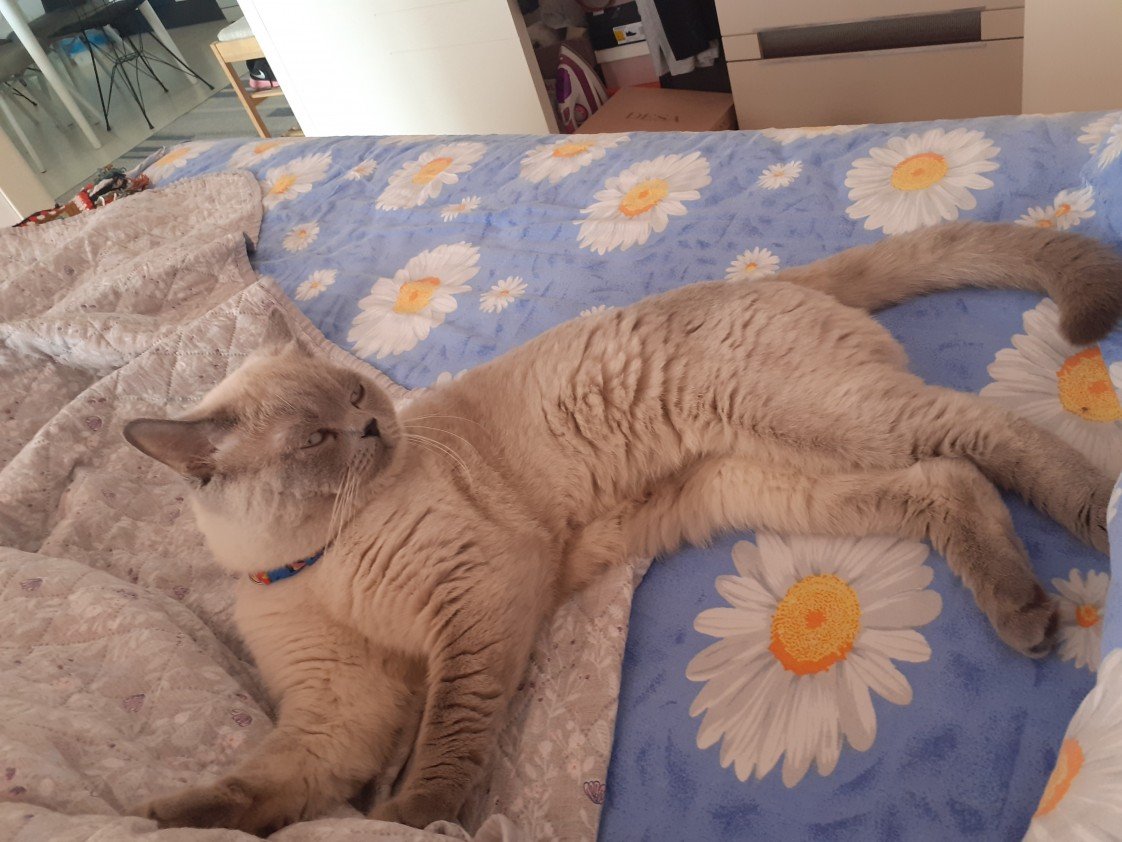 Zehroş Kedi Pansiyon