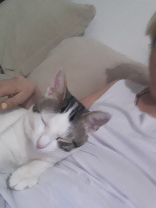 Zehroş Kedi Pansiyon