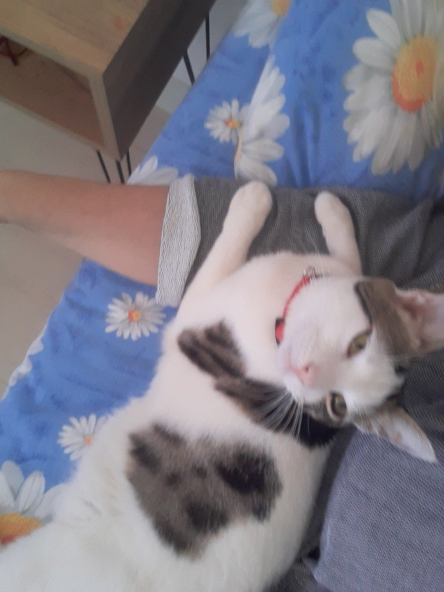 Zehroş Kedi Pansiyon