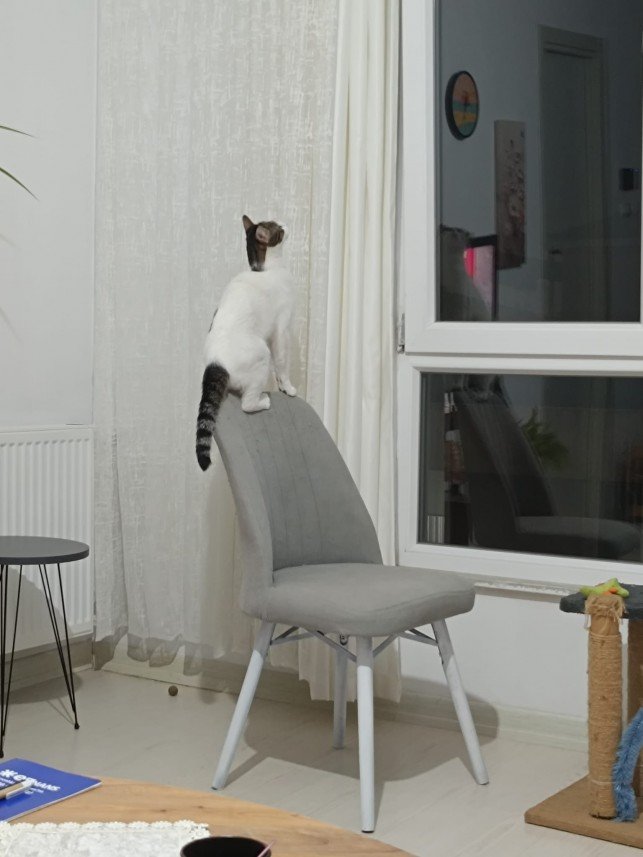 Zehroş Kedi Pansiyon