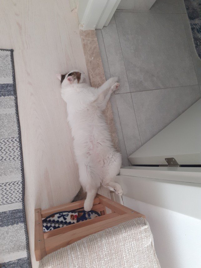 Zehroş Kedi Pansiyon