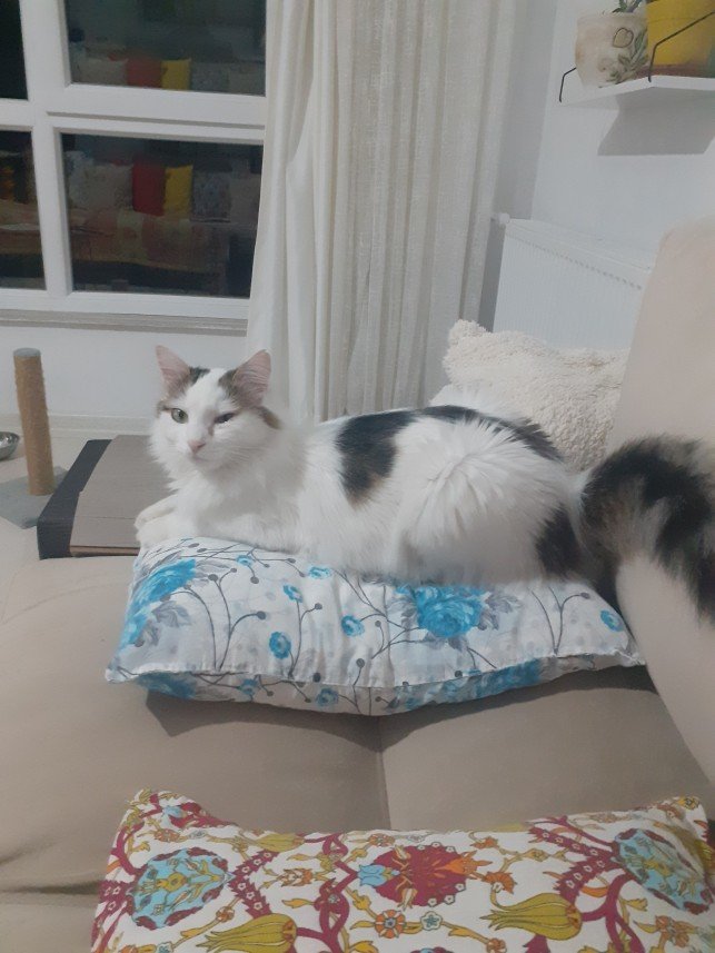 Zehroş Kedi Pansiyon