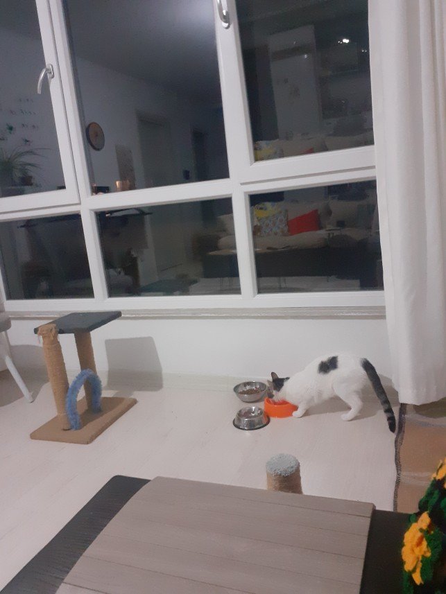 Zehroş Kedi Pansiyon