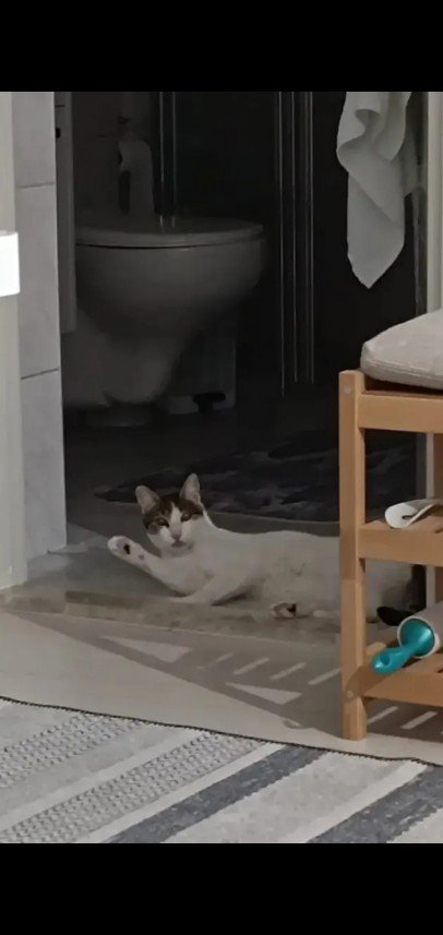 Zehroş Kedi Pansiyon