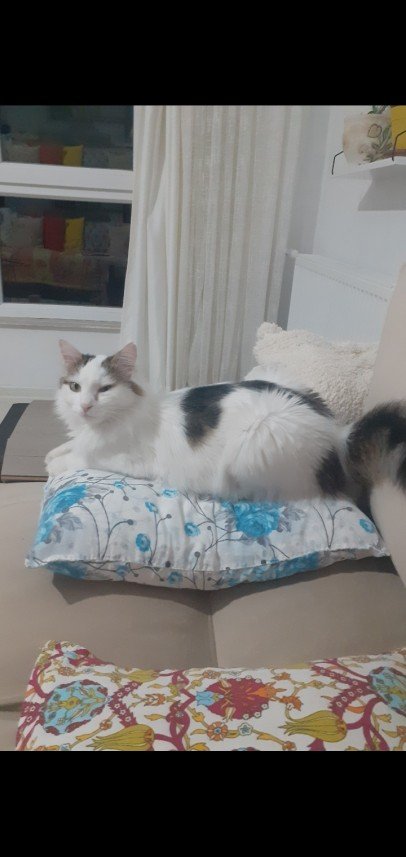Zehroş Kedi Pansiyon