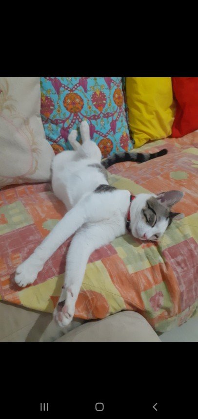 Zehroş Kedi Pansiyon