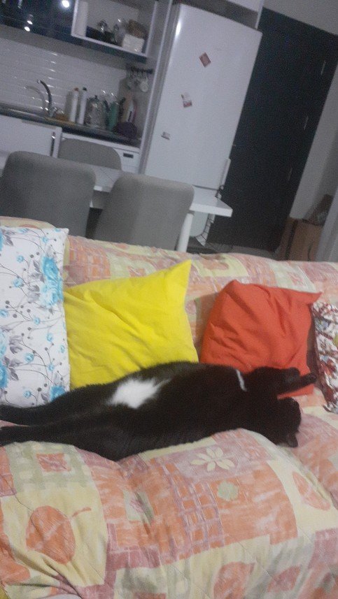 Zehroş Kedi Pansiyon