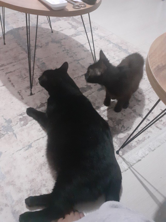 Zehroş Kedi Pansiyon