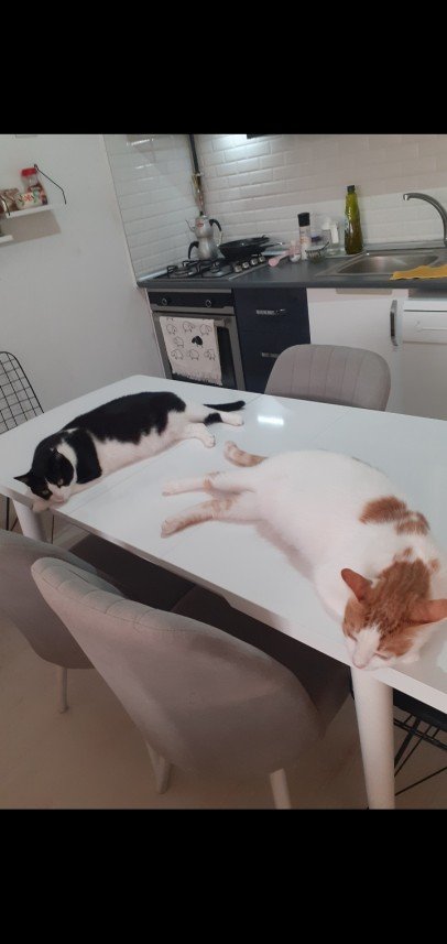 Zehroş Kedi Pansiyon