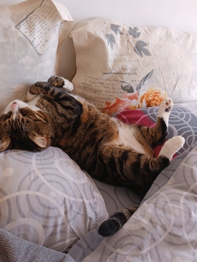 Zehroş Kedi Pansiyon