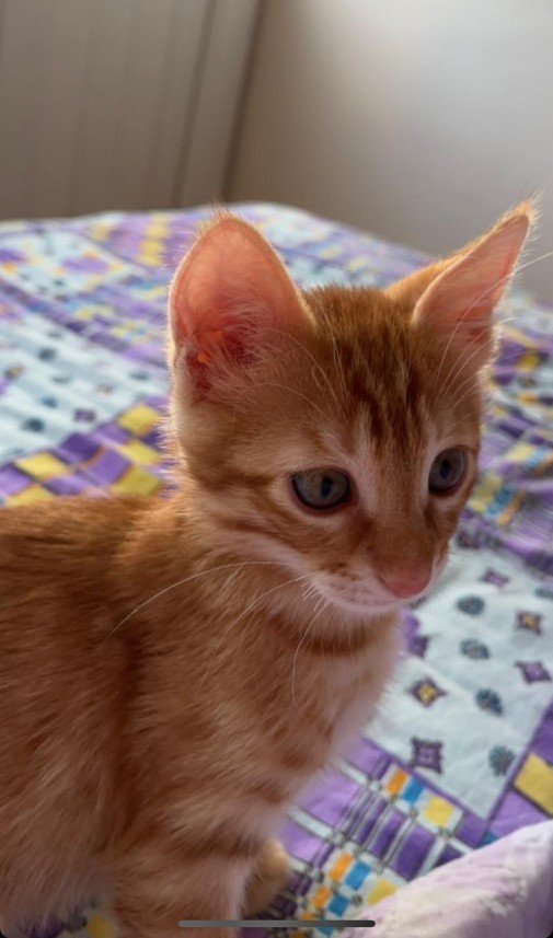 Zeynep Deniz Yıldırım