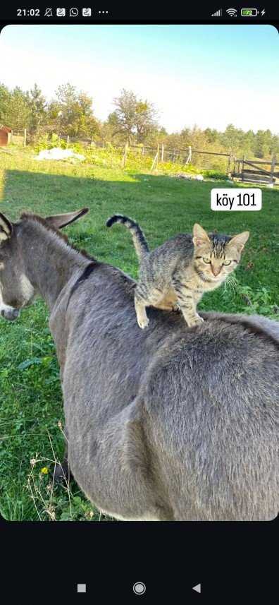 Zeynep Deniz Yıldırım