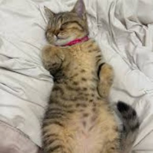 Abdullah Kılıçoğlu