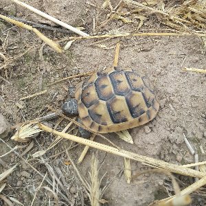 Abdullah Kılınçlı