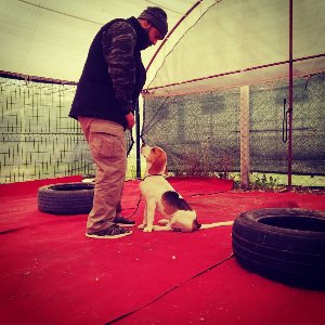 Adana Dog Training Club