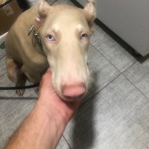 Von Nomadum Köpek Okulu