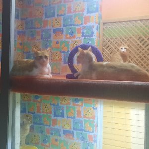 Bize Bırak Kedi Oteli