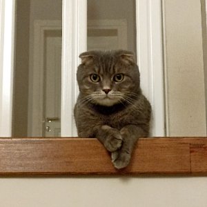 Esra Aktepe Ülgezen