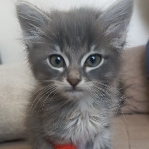 Esra Aktepe Ülgezen