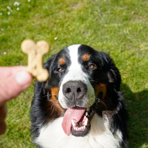 Hachiko Köpek Eğitim Kulübü