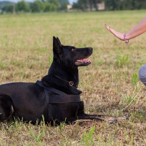 Hachiko Köpek Eğitim Kulübü