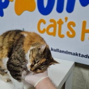 Hepsipatime Cats Hotel