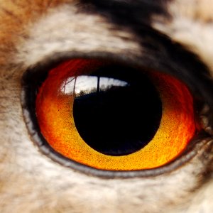 Hüsnü Emir Çetiner