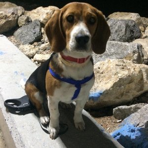 Kartal Samet Pişirgen