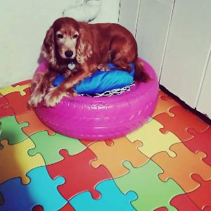 Kırpık Pet Pansiyon