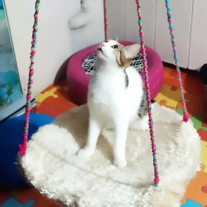 Kırpık Pet Pansiyon