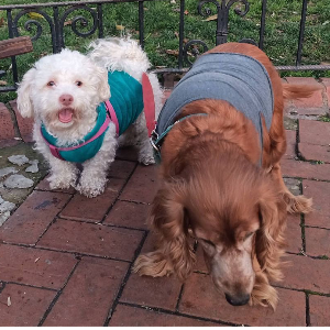 Kırpık Pet Pansiyon