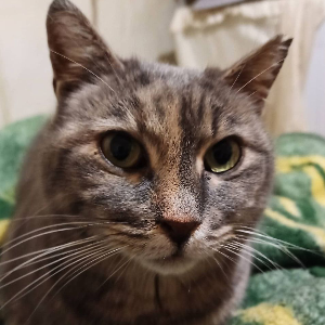 Kırpık Pet Pansiyon