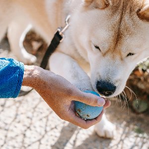 Köpek Eğitmeni Emre 