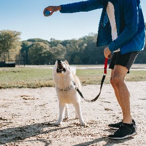Köpek Eğitmeni Emre 