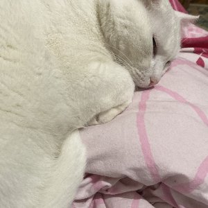 Koray Göktuğ  Tümer