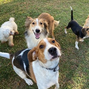 Murphy Köpek Eğitimi