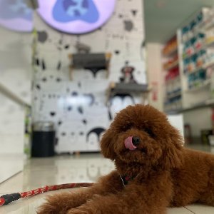 Murphy Köpek Eğitimi