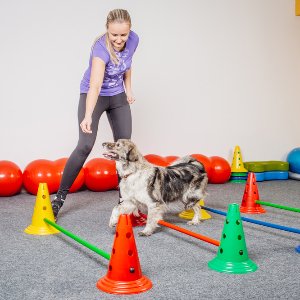 Neşeli Patiler Eğitim Merkezi