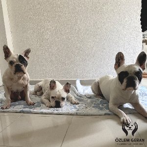 Köpeklerle Yaşam Atölyesi 