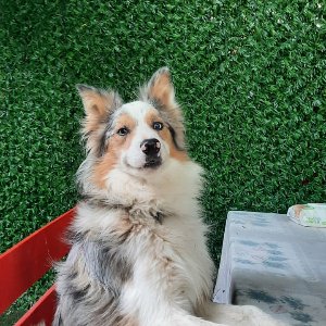 Paşa Köpek Dünyası